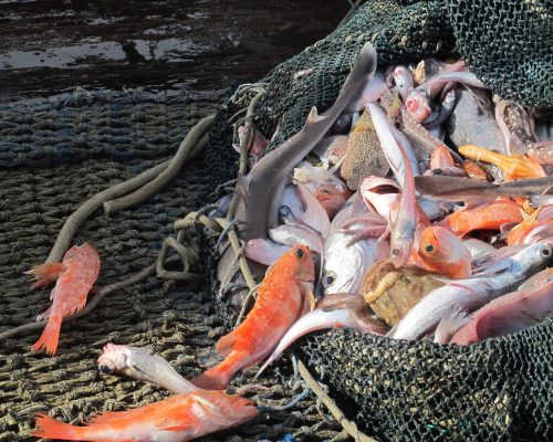 Copy of Opened cod end of demersal trawl from west coast January 2010